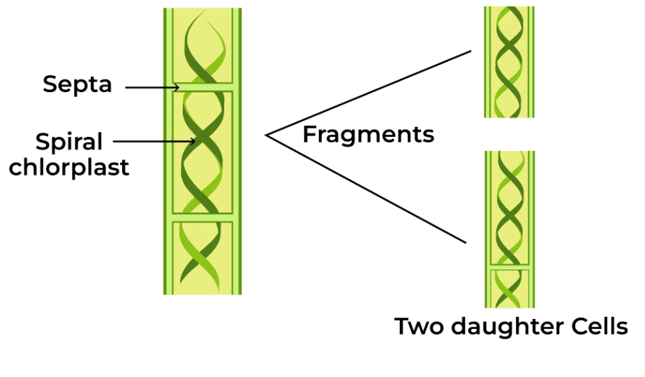 NCERT Solutions for Class 7 Science - Reproduction in Plants