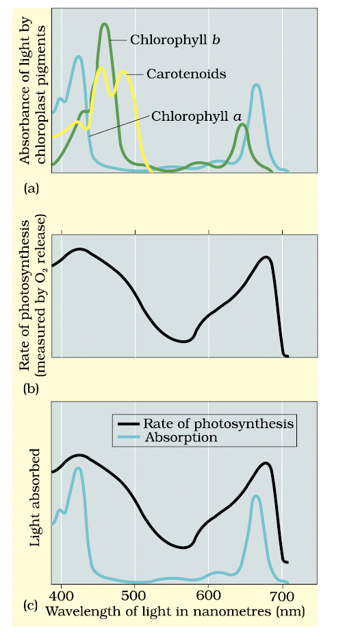 Revision Notes: Photosynthesis in Higher Plants | Biology Class 11 - NEET