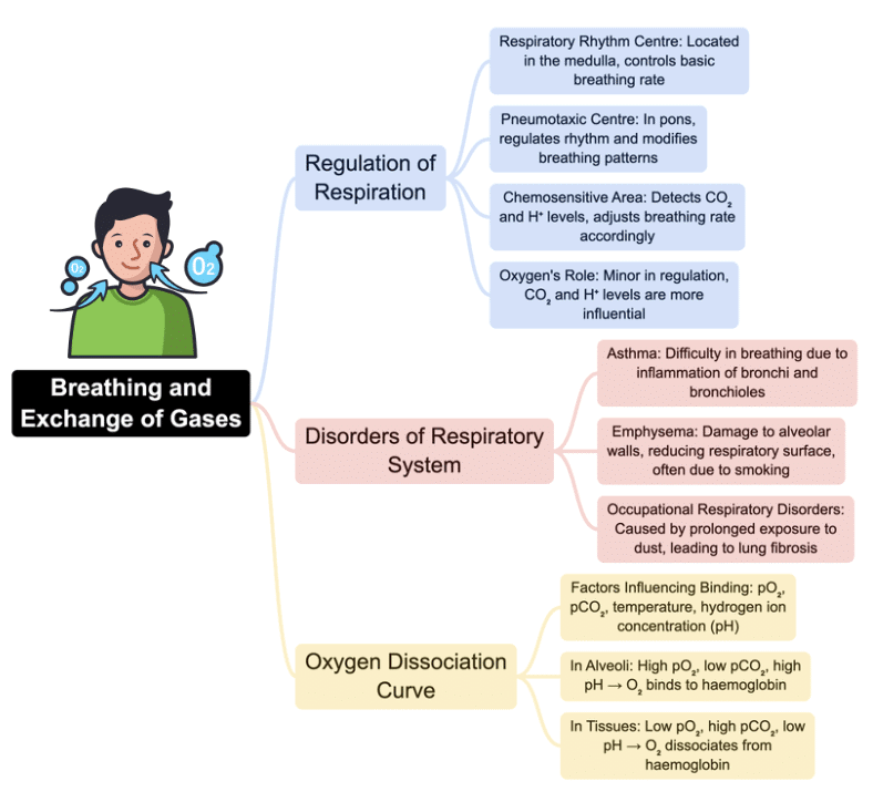 Mind Map: Breathing & Exchange of Gases | Biology Class 11 - NEET