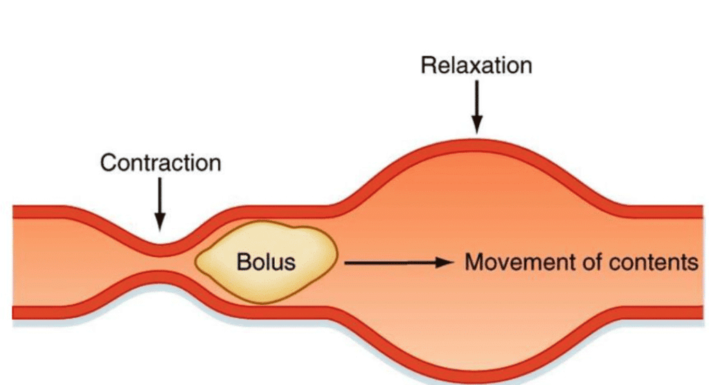 NCERT Exemplar Solutions: Nutrition in Animals | Science Class 7