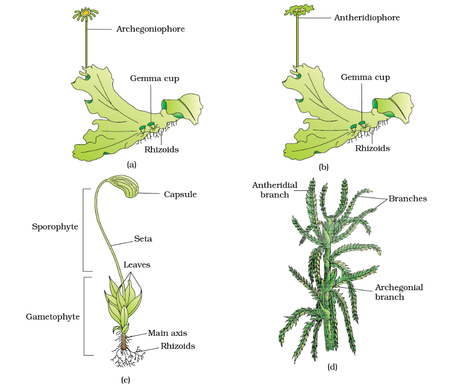 Revision Notes: Plant Kingdom | Biology Class 11 - NEET