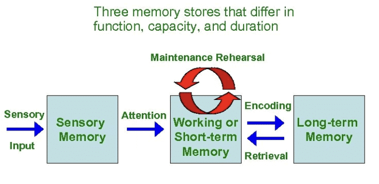 Assignment: Human Memory | Psychology Class 11 - Humanities/Arts
