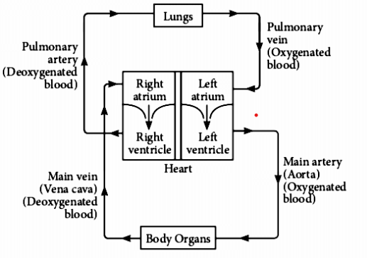Transportation in Human Beings: Circulatory System & The Human Heart - Class 10