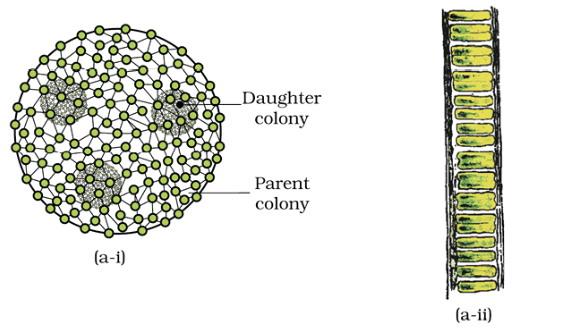 Revision Notes: Plant Kingdom | Biology Class 11 - NEET