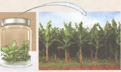 11.1.1 How is vegetative propagation in plants helpful in agriculture?