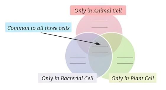 The Invisible Living World: Beyond Our Naked Eye NCERT Solutions | Science Curiosity Class 8 -  New NCERT