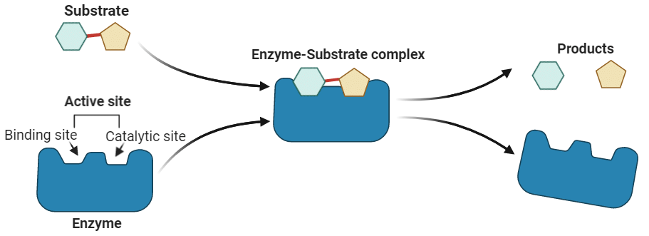 Enzymes & Nucleic Acids | Chemistry Class 12 - NEET