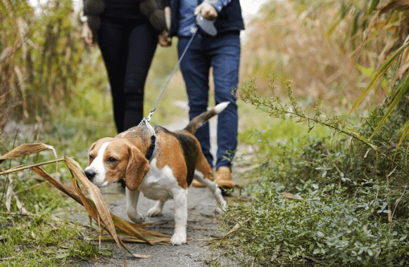 Dog sniffing the area