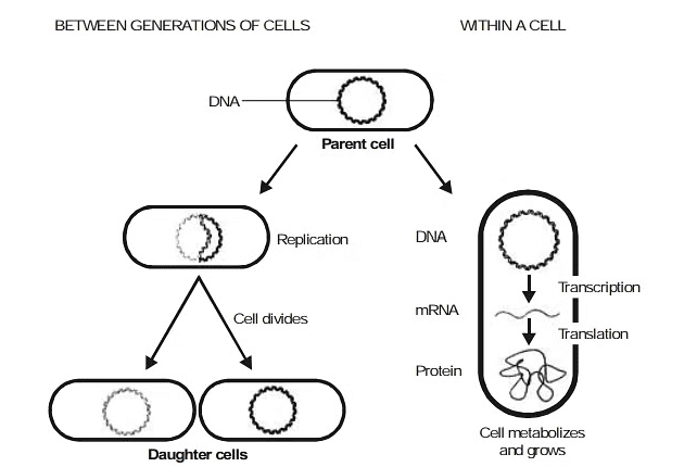 Enzymes & Nucleic Acids | Chemistry Class 12 - NEET