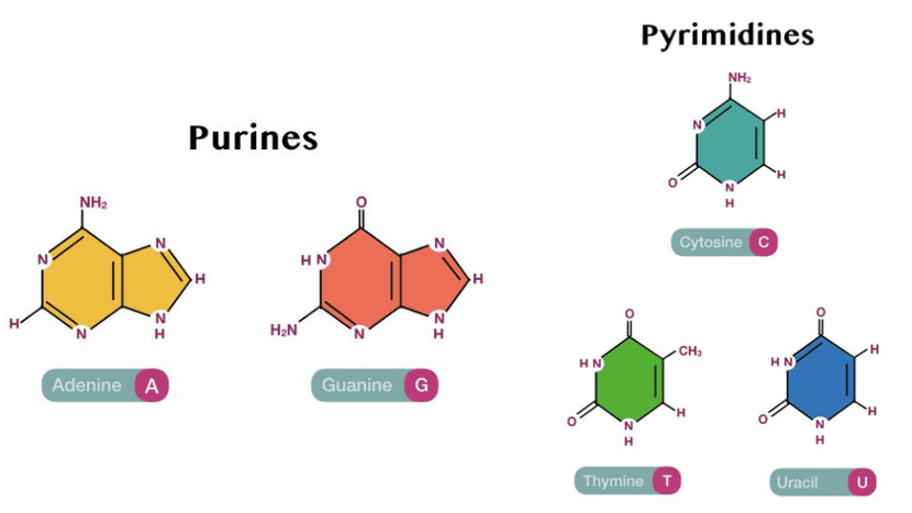 Enzymes & Nucleic Acids | Chemistry Class 12 - NEET