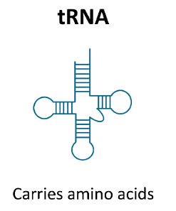 Enzymes & Nucleic Acids | Chemistry Class 12 - NEET