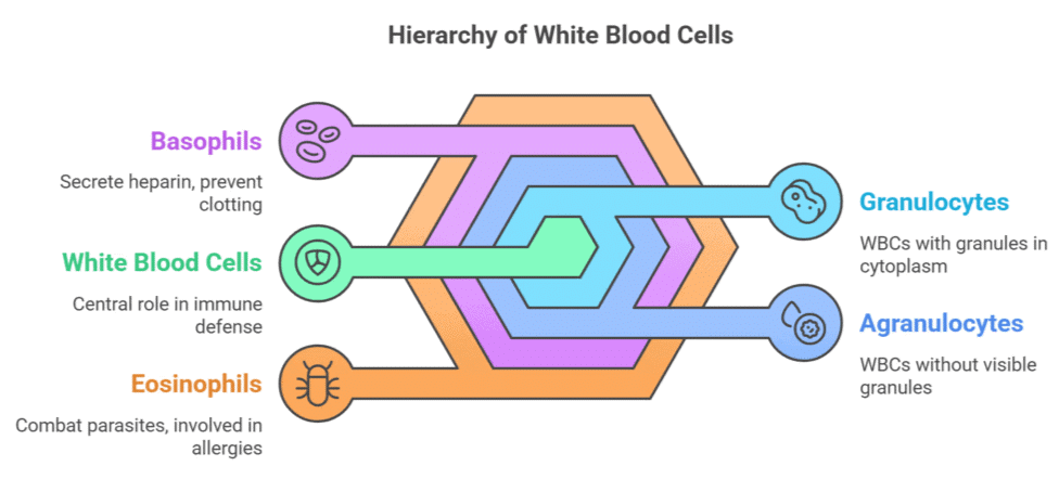 Blood - Notes, Biology | General Awareness - Bank Exams