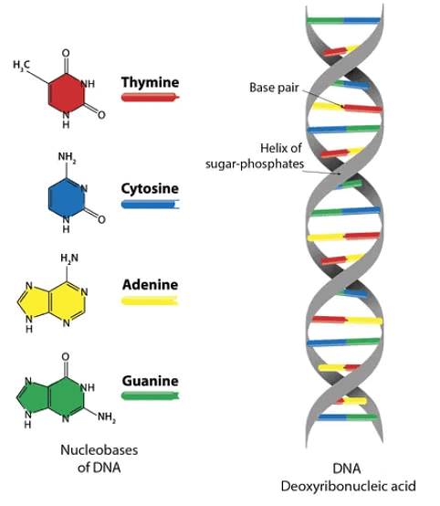 Enzymes & Nucleic Acids | Chemistry Class 12 - NEET