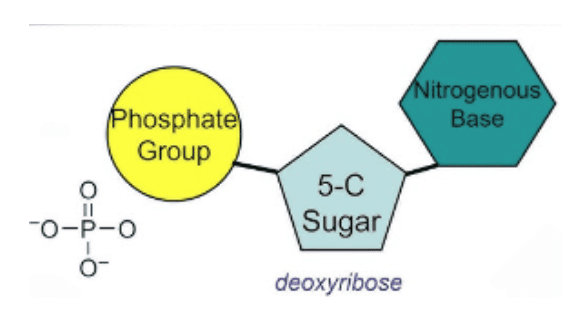 Enzymes & Nucleic Acids | Chemistry Class 12 - NEET