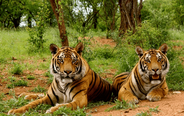 National Parks & Wildlife Sanctuaries in INDIA | General Awareness - Bank Exams