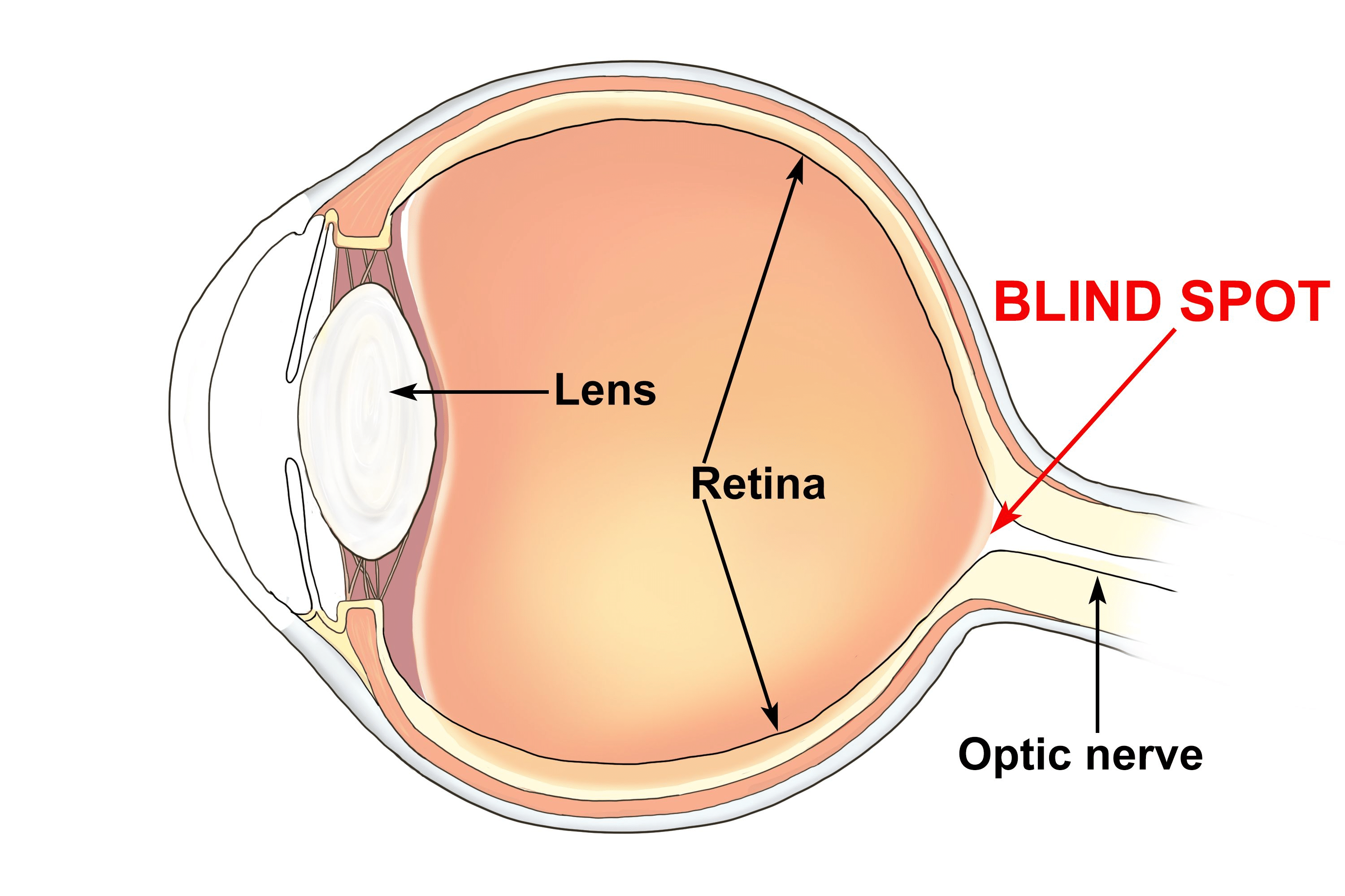 Class 10 Science Chapter 10 Practice Question Answers - Human Eye and Colourful World