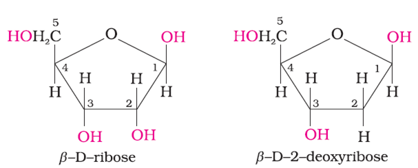 Enzymes & Nucleic Acids | Chemistry Class 12 - NEET