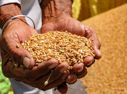 Good Quality Seeds 