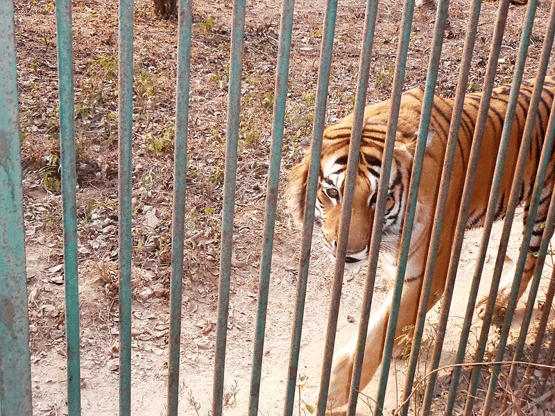 Class 10 English First Flight Chapter 3 Previous Year Questions - A Tiger in the Zoo