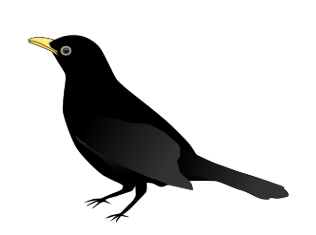The Crow Class 2 Worksheet English