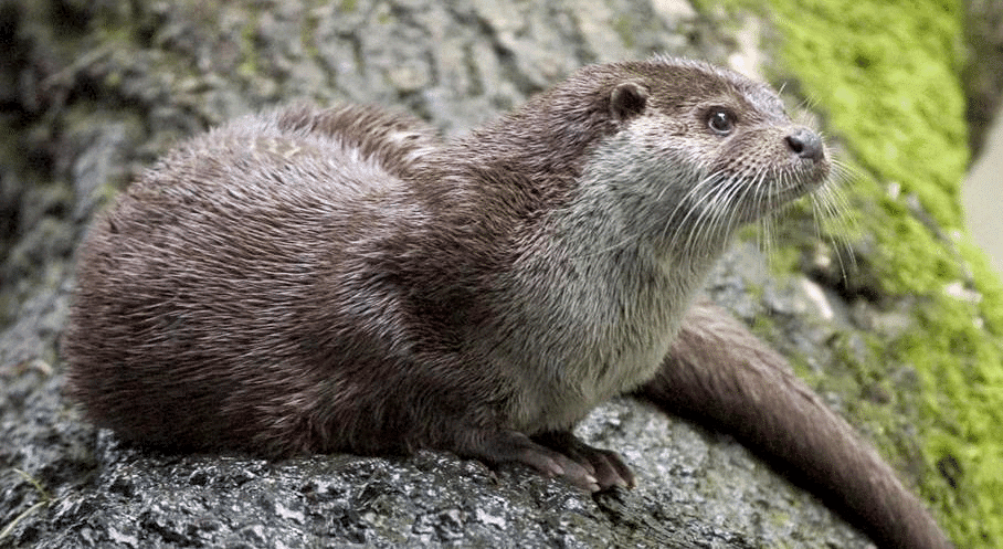 Class 10 English Chapter 6 Previous Year Questions - Mijbil the Otter