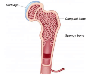 Worksheet Solutions: Bones | General Knowledge for Young Learners - Class 1