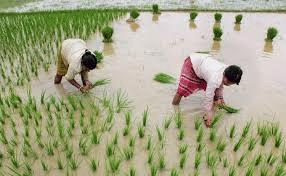 Kharif Crops Sowing