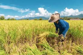 Lakhmir Singh & Manjit Kaur: Crop Production and Management- 2 | Science Class 8