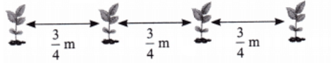 NCERT Solutions for Class 7 Maths Chapter 8 Working with Fractions