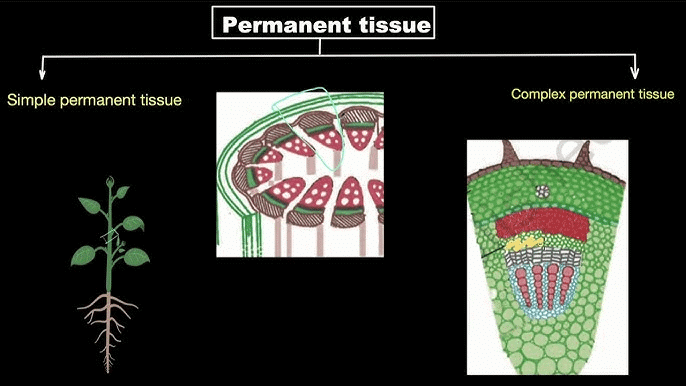 Tissues Class 9 Notes Science Chapter 6