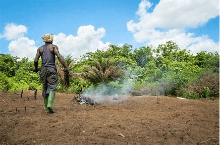Shifting Cultivation