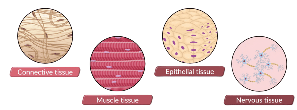 Tissues Class 9 Notes Science Chapter 6