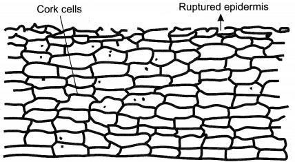Tissues Class 9 Notes Science Chapter 6