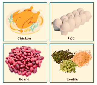 Food Chapter Notes | Science Olympiad for Class 3
