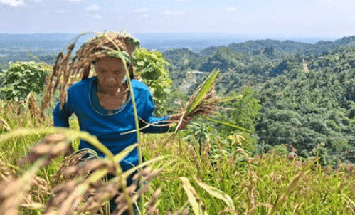 Tribals, Dikus and the Vision of a Golden Age Class 8 Worksheet History Chapter 4