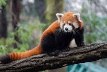 Red Panda- an endangered species