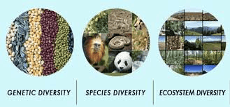 Biodiversity & Conservation Class 11 Geography