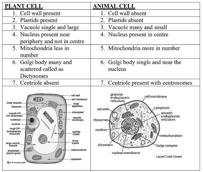The Fundamental Unit of Life Class 9 Notes Science Chapter 5