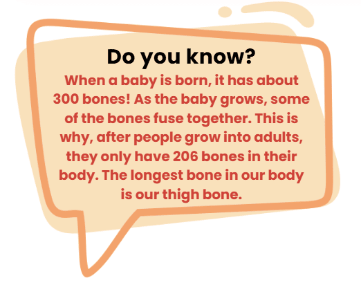 Bones, Muscles and Postures Class 2 Notes Science
