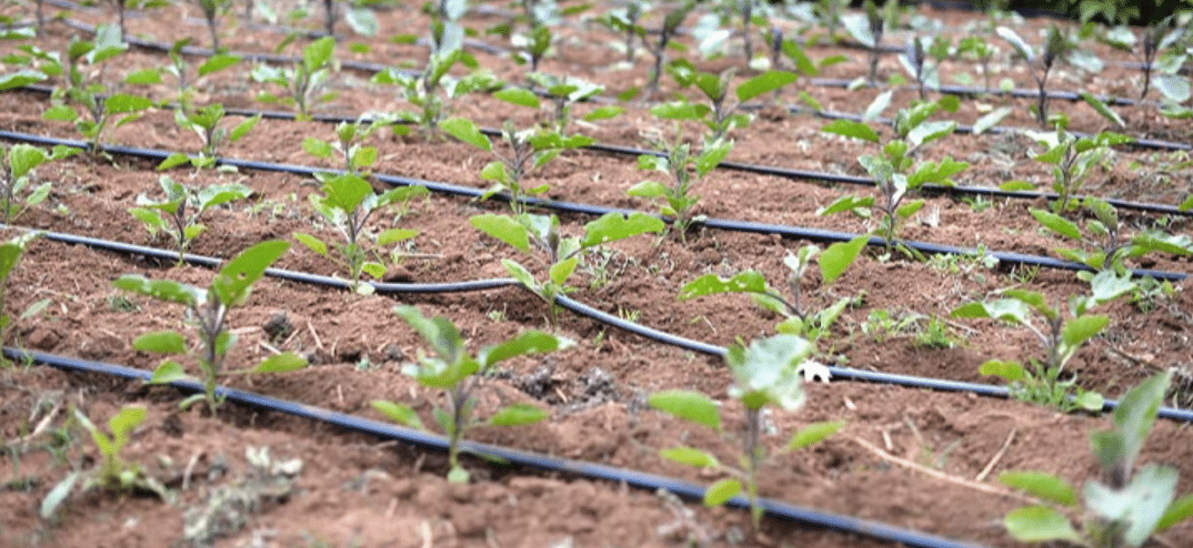 Drip Irrigation