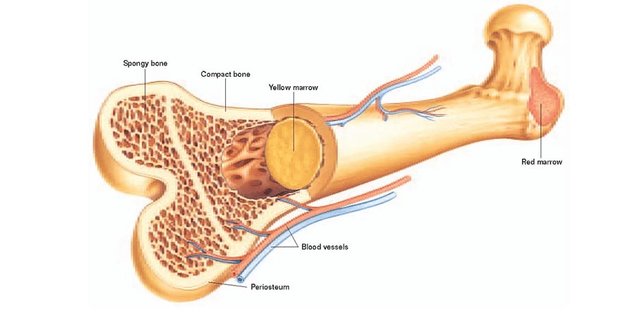 Worksheet Solutions: Bones | General Knowledge for Young Learners - Class 1