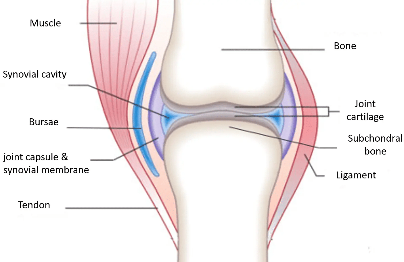Worksheet Solutions: Bones | General Knowledge for Young Learners - Class 1