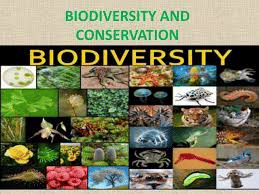 Biodiversity & Conservation Class 11 Geography