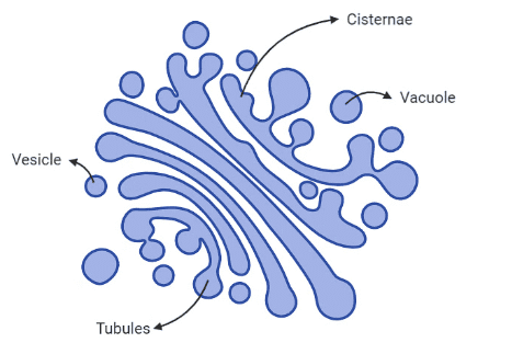 The Fundamental Unit of Life Class 9 Notes Science Chapter 5