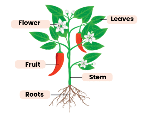 Class 3 Science - Parts of a Plant - CBSE Worksheets Solutions