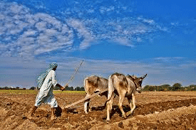 Ploughing with Bulls