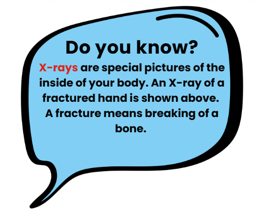Bones, Muscles and Postures Class 2 Notes Science