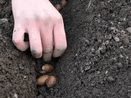 Sowing tree seeds