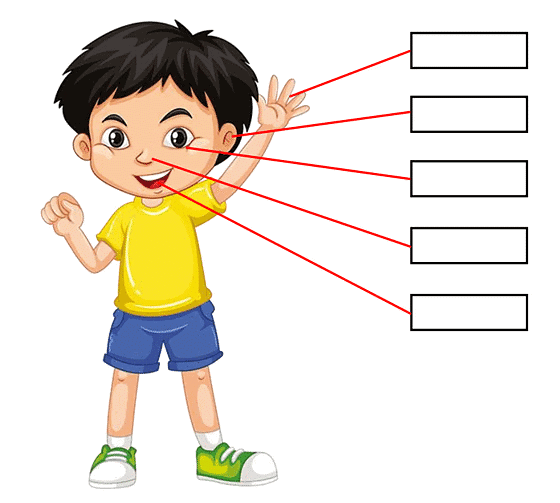 Worksheet Solutions: Our 5 Senses - 1 | General Knowledge for Young Learners - Class 1