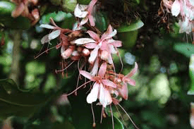 Humbodtia decurrens Bedd — highly rare endemic tree of Southern Western Ghats (India)